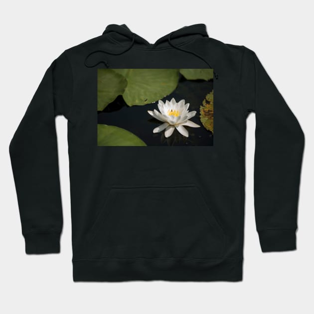 Beautiful white waterlily in the Danube Delta, Romania, on summer day Hoodie by NxtArt